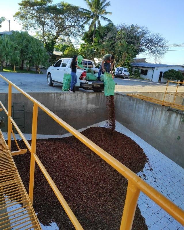 Taneli / Öğütülmüş El Salvador Cuzcachapa Kahve