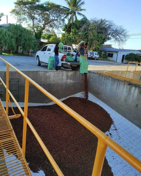 Taneli / Öğütülmüş El Salvador Cuzcachapa Kahve